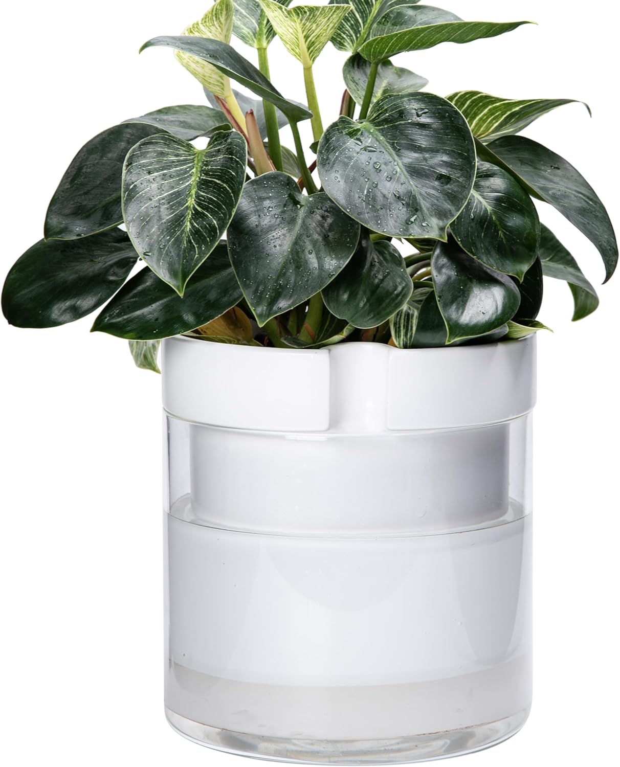 Phoenix Vine 10 Inch Self Watering Planter, White Terracotta Clay Pot with Glass Reservoir for