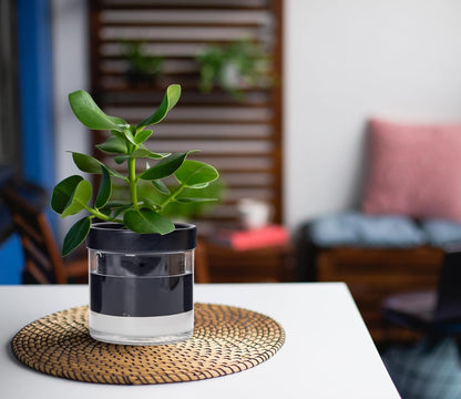 Phoenix Vine 4 Inch Self Watering Planter Pot, Black Terracotta Clay Pot with Glass Reservoir for
