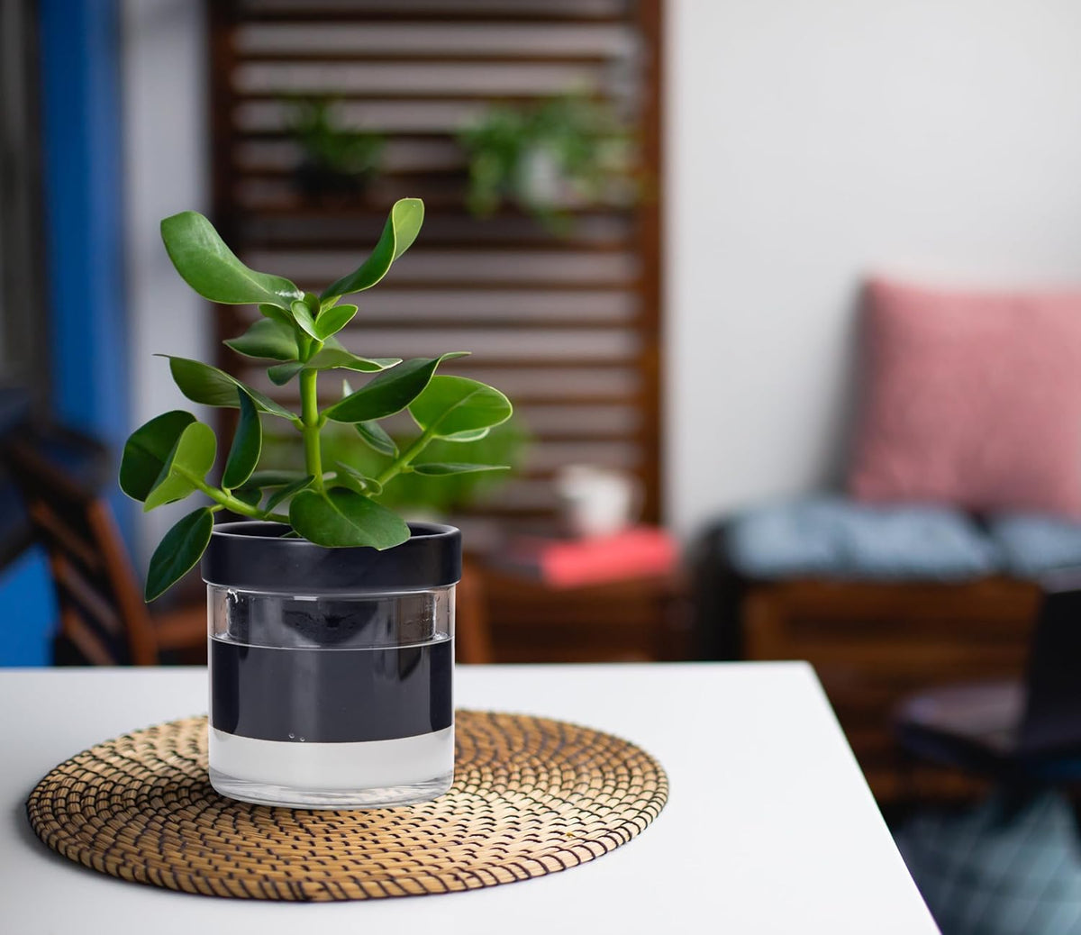 Phoenix Vine 4 Inch Self Watering Planter Pot, Black Terracotta Clay Pot with Glass Reservoir for