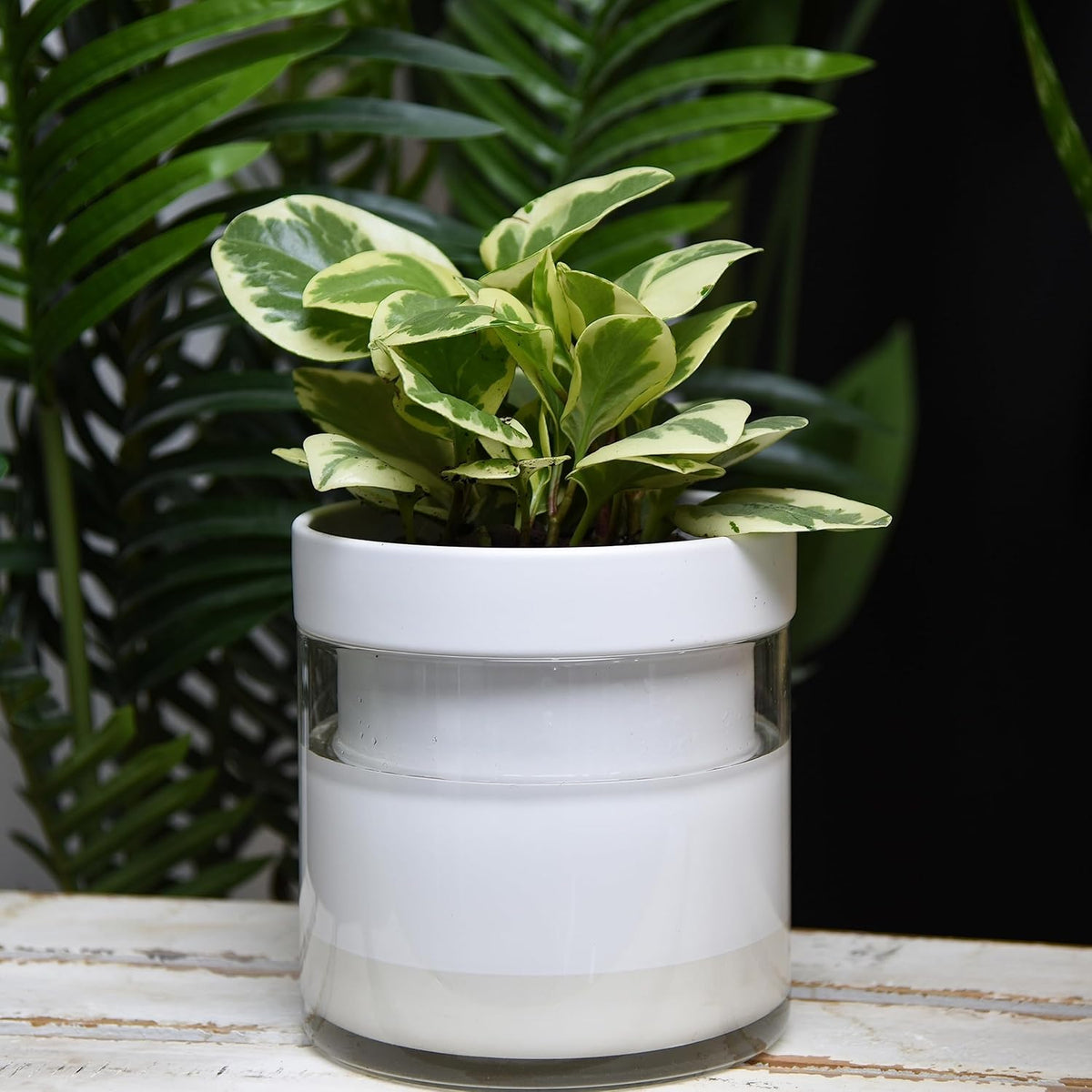 Phoenix Vine 6 Inch Self Watering Planter, White Terracotta Clay Pot with Glass Reservoir for
