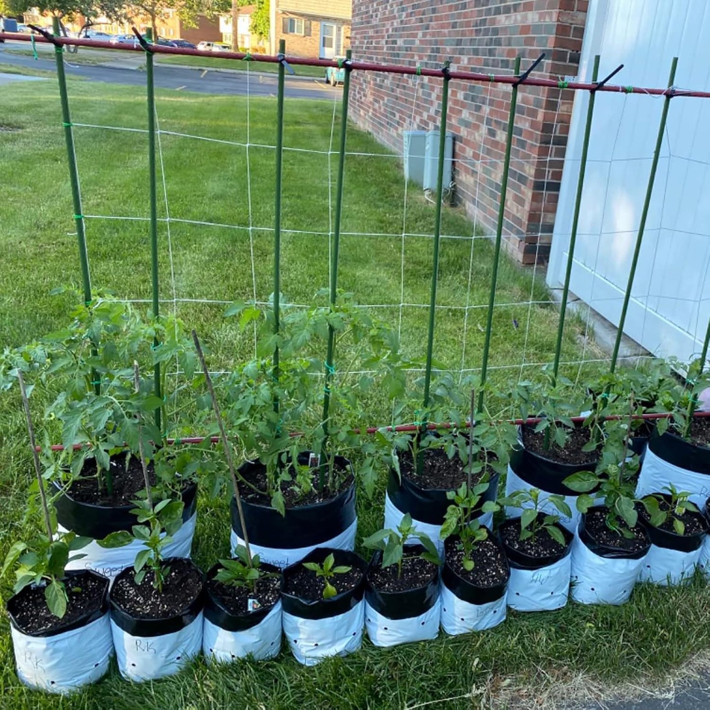 Garden Plant Stakes 48 Inch 4Ft Steel Plant Stick Support, 25 Pack Tomato Stakes for Growing