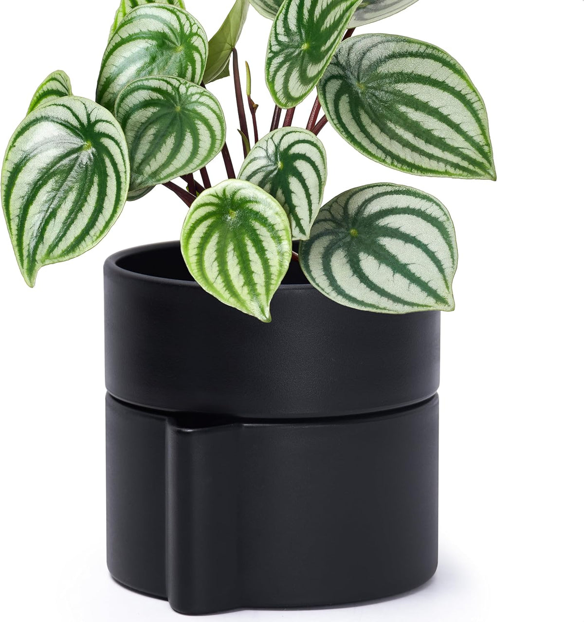 Phoenix Vine 6.5 Inch Self-Watering Planter Pot with Terracotta Insert, Deep Water Reservoir, and