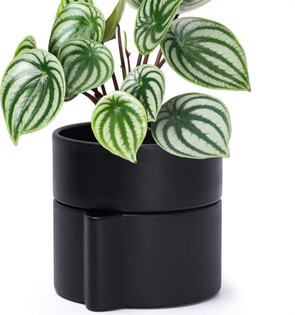Phoenix Vine 6.5 Inch Self-Watering Planter Pot with Terracotta Insert, Deep Water Reservoir, and