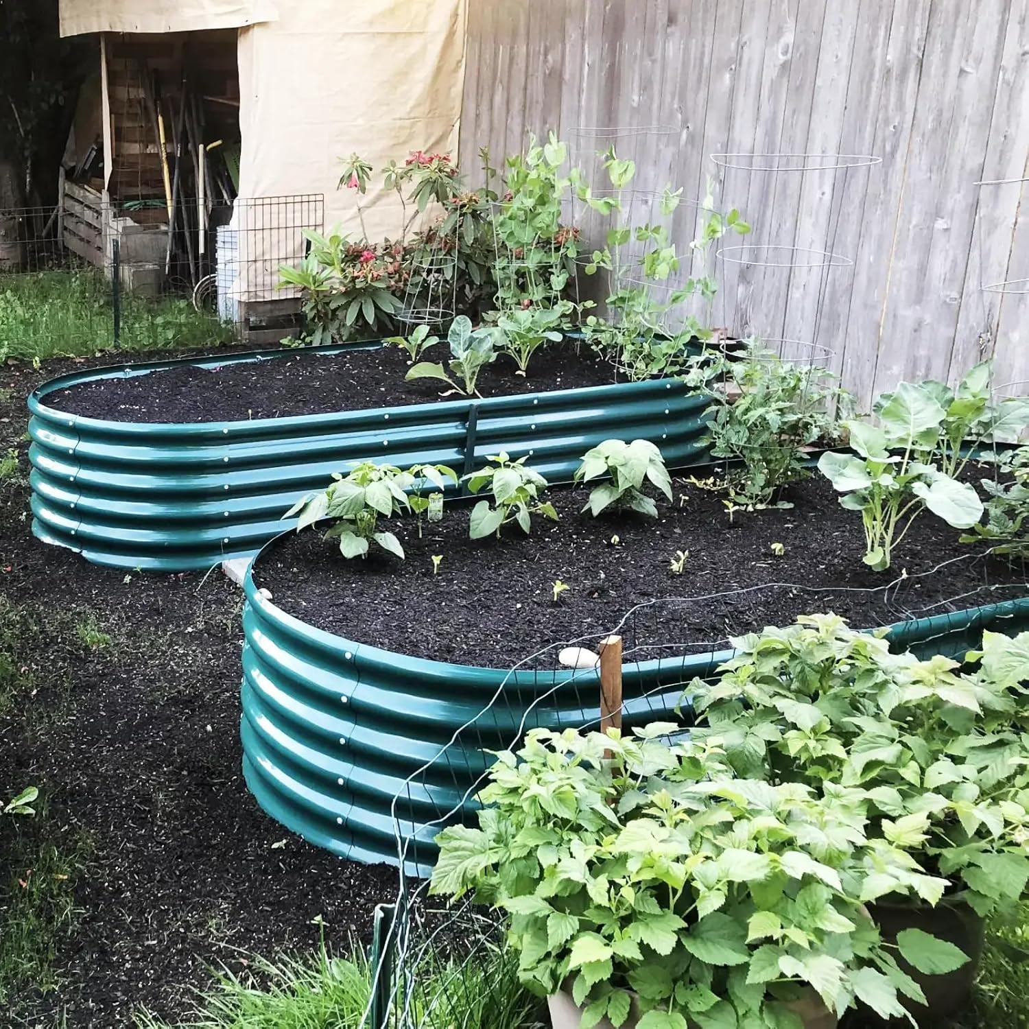 1 Pack 8x3x1.5FT Galvanized Raised Garden Bed Kit Oval Metal Ground Planter Box Outdoor Bottomless