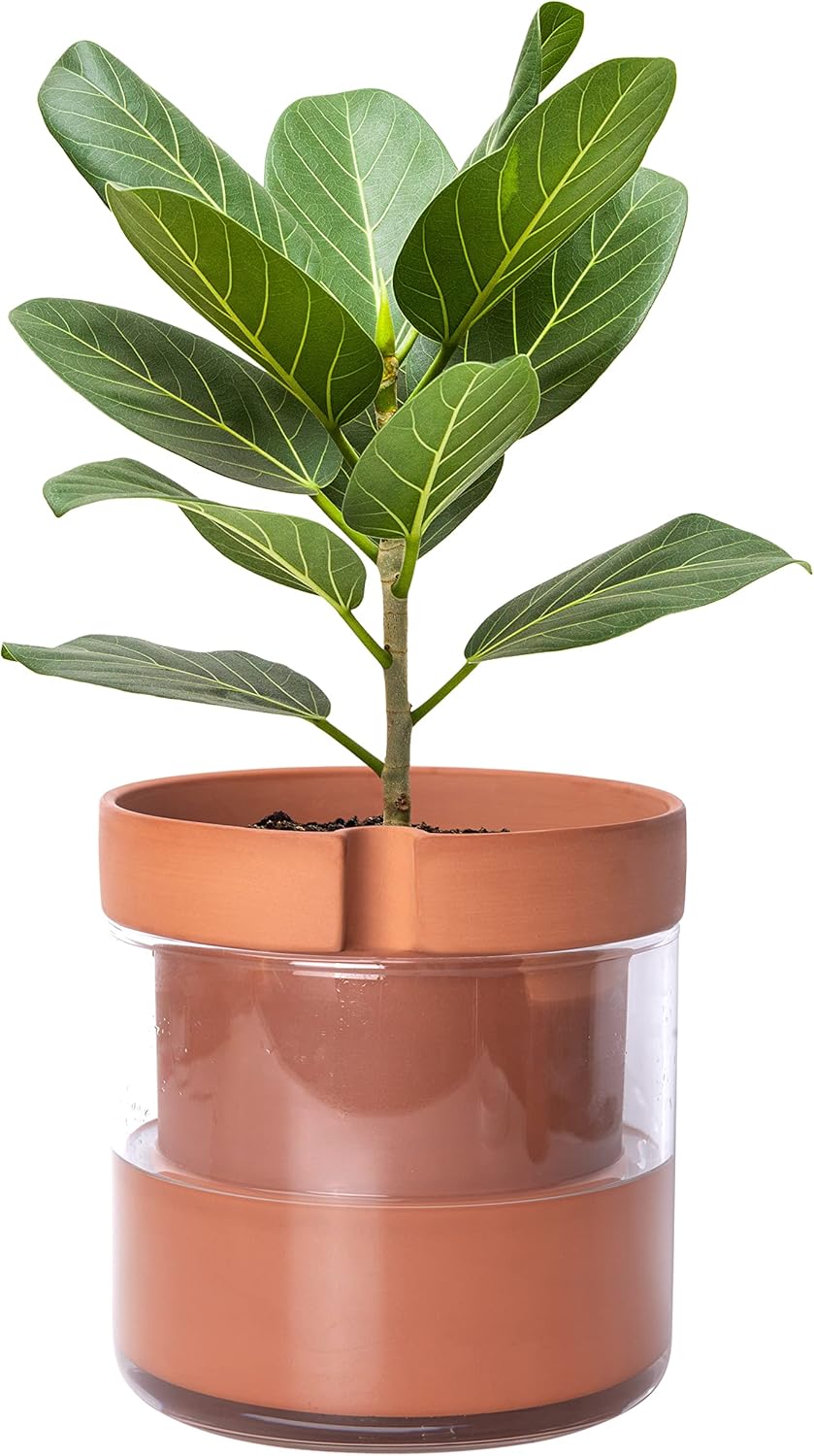 Phoenix Vine 8 Inch Self Watering Planter Pot, Terracotta Clay Pot with Glass Reservoir for Indoor