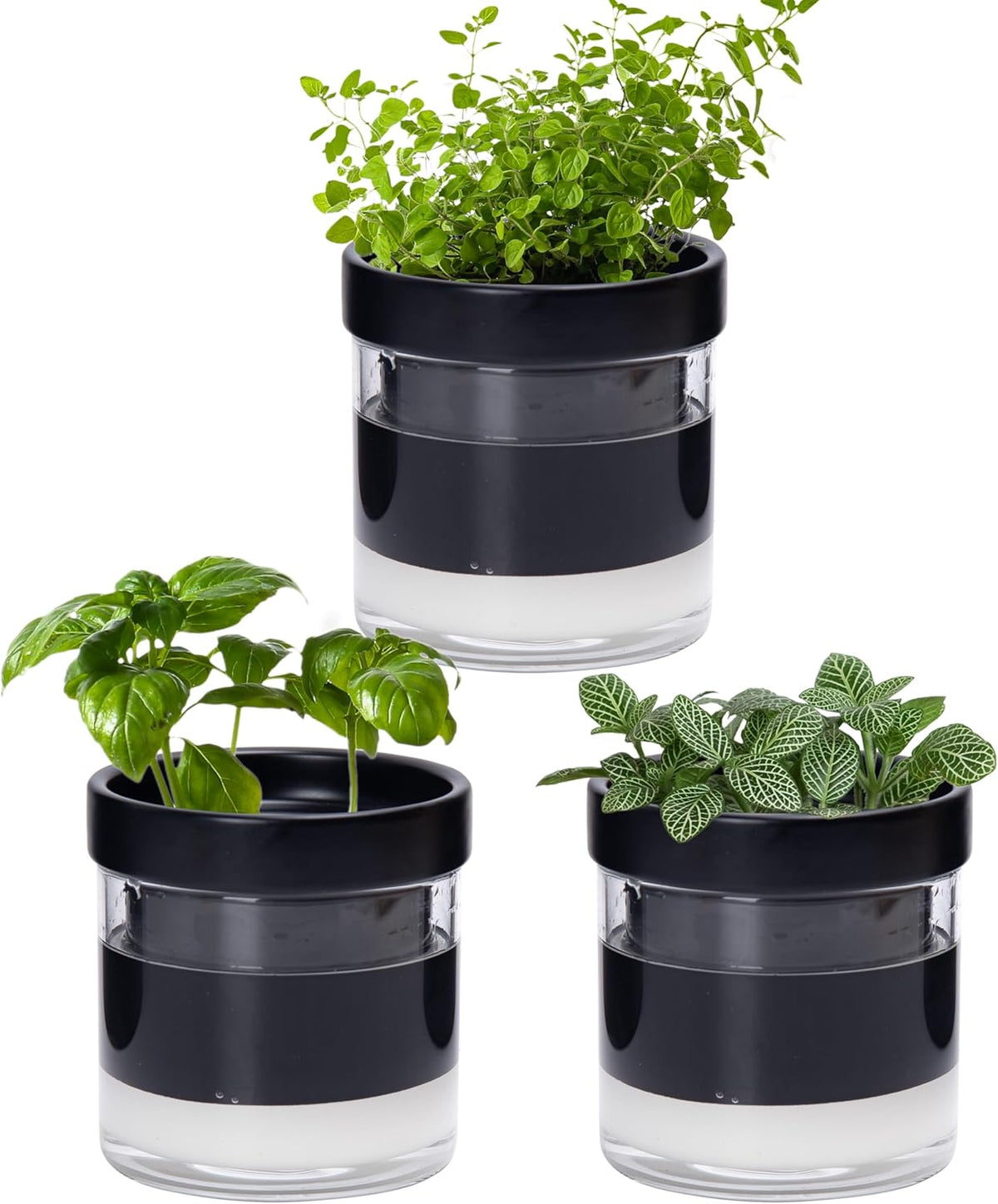 Phoenix Vine 4 Inch Self Watering Planter Pot, Black Terracotta Clay Pot with Glass Reservoir for
