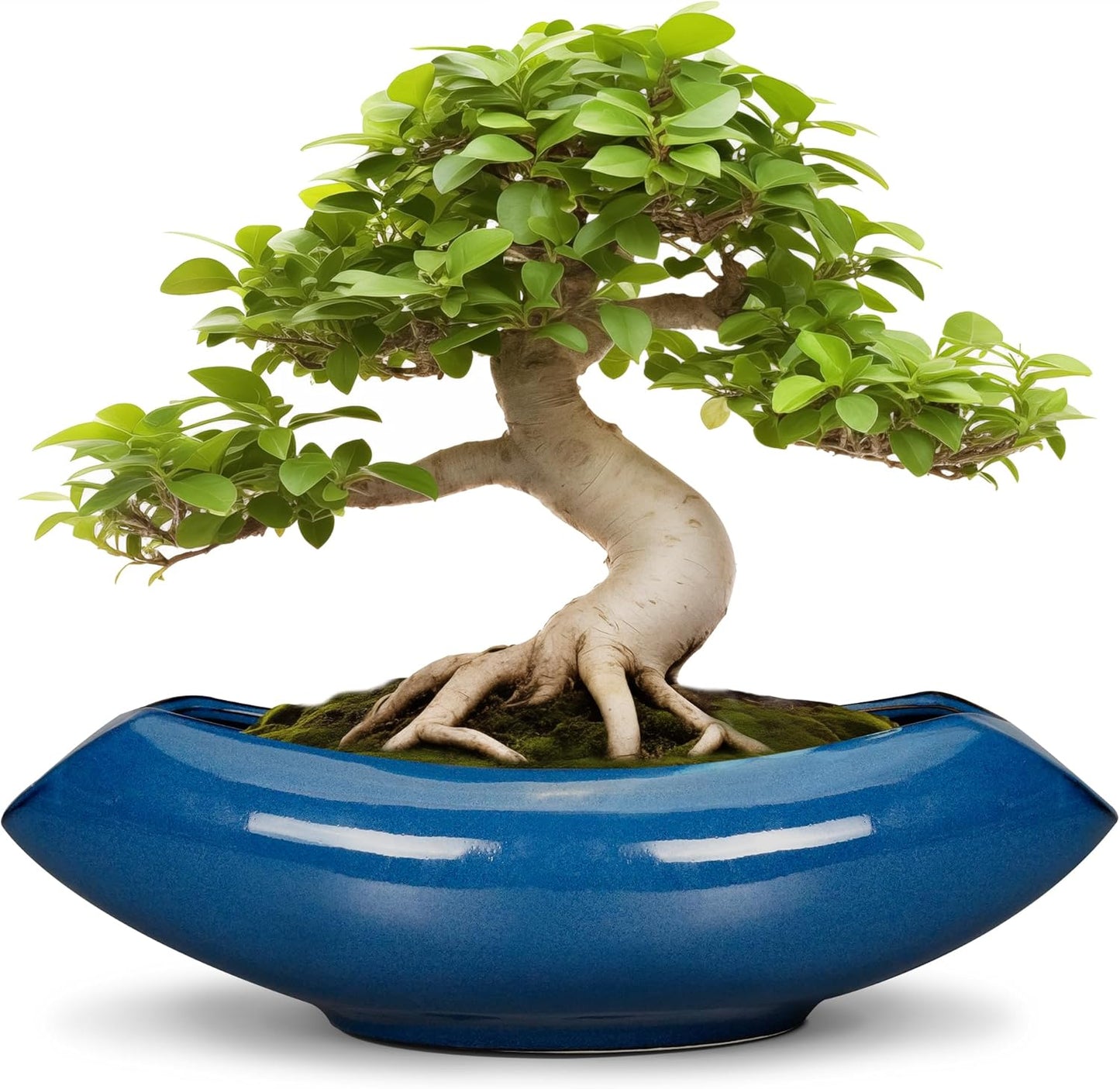 Bonsai Tree Pot 18 Inch - Ceramic Succulent Pots Large Bonsai Planter for Indoor Outdoor Plants