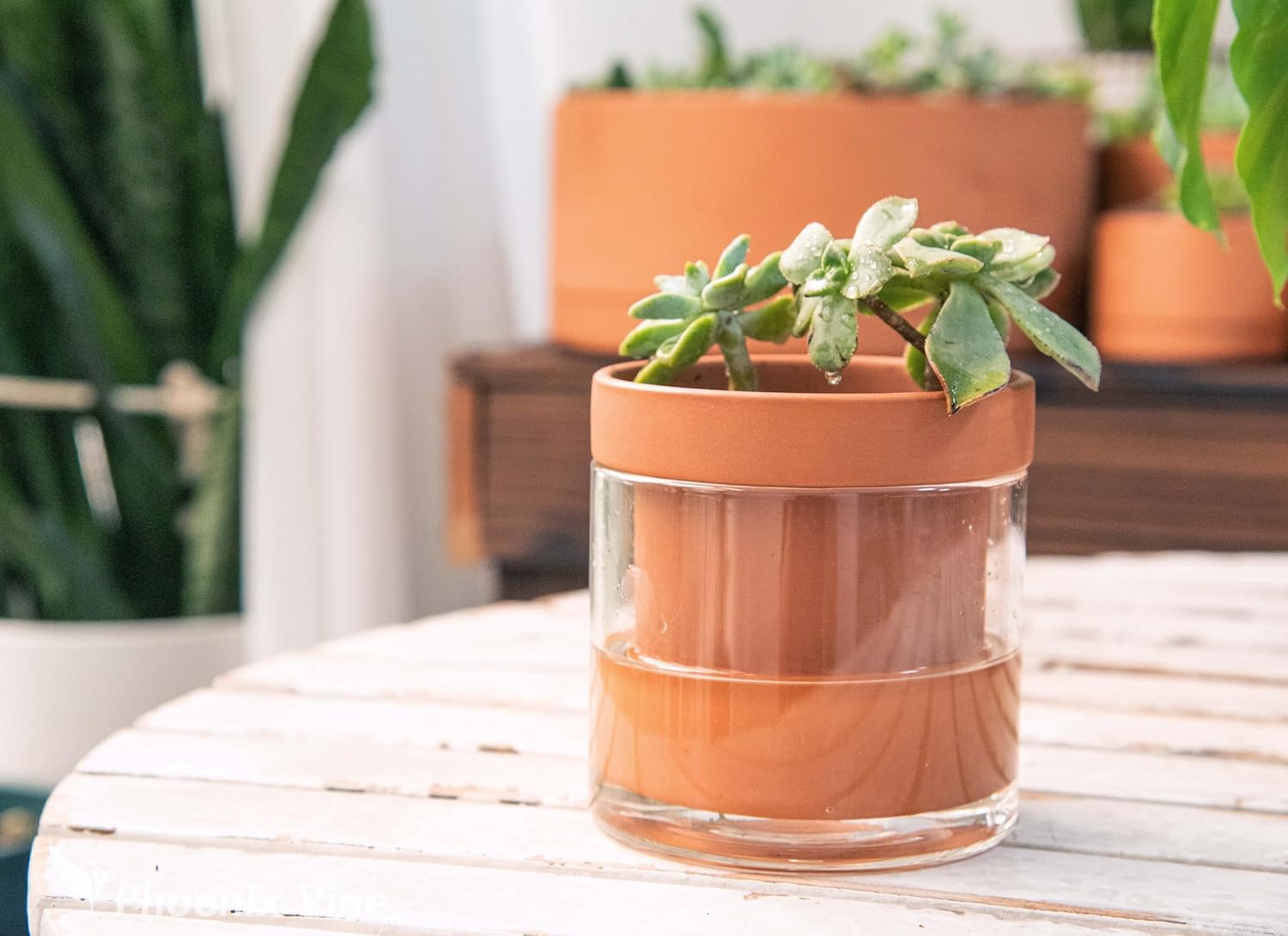 Phoenix Vine 4 Inch Self Watering Planter Pot, Terracotta Clay Pot with Glass Reservoir for Indoor