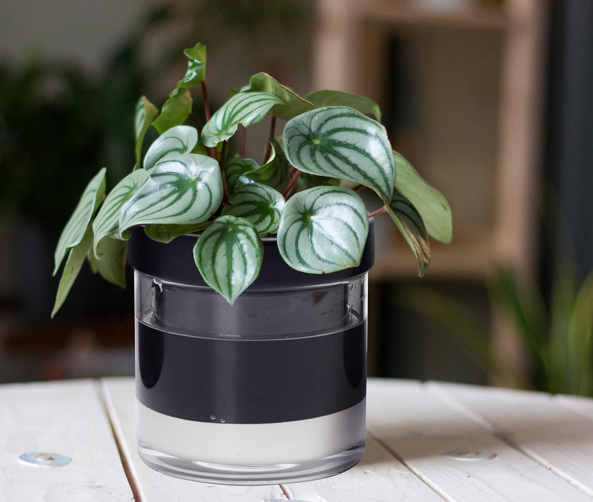 Phoenix Vine 6 Inch Self Watering Terracotta Planter, Black Terracotta Clay Pot with Glass
