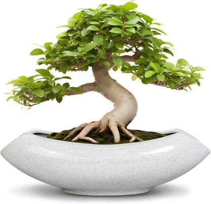 Ceramic Bonsai Tree Pot - 18 Inch Ceramic Pots for Plants, Large Succulent Planter with Drainage