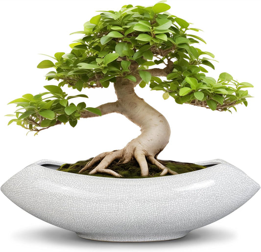 Ceramic Bonsai Tree Pot - 18 Inch Ceramic Pots for Plants, Large Succulent Planter with Drainage