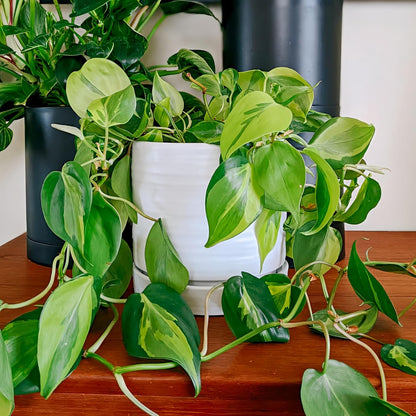 6 Inch Plant Pots, Ceramic Planter Pot with Drainage Hole & Saucer, Indoor/Outdoor Cylinder Round