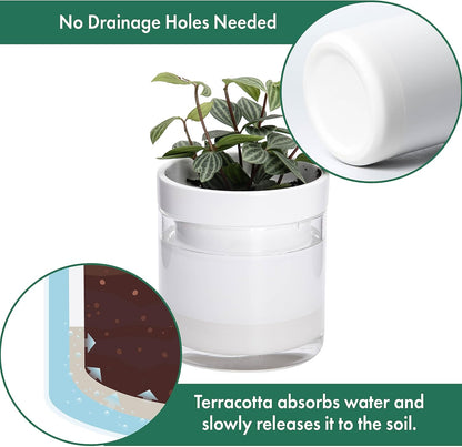 Phoenix Vine 4 Inch Self Watering Planter, White Terracotta Clay Pot with Glass Reservoir for