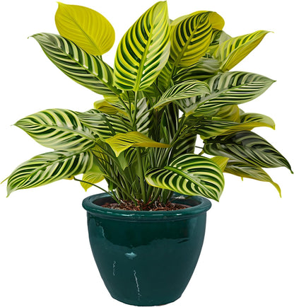 Sunnydaze Chalet Large Ceramic Plant Pot - Round Outdoor Glazed Ceramic Planter Pot with Drainage