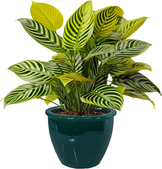 Sunnydaze Chalet Large Ceramic Plant Pot - Round Outdoor Glazed Ceramic Planter Pot with Drainage