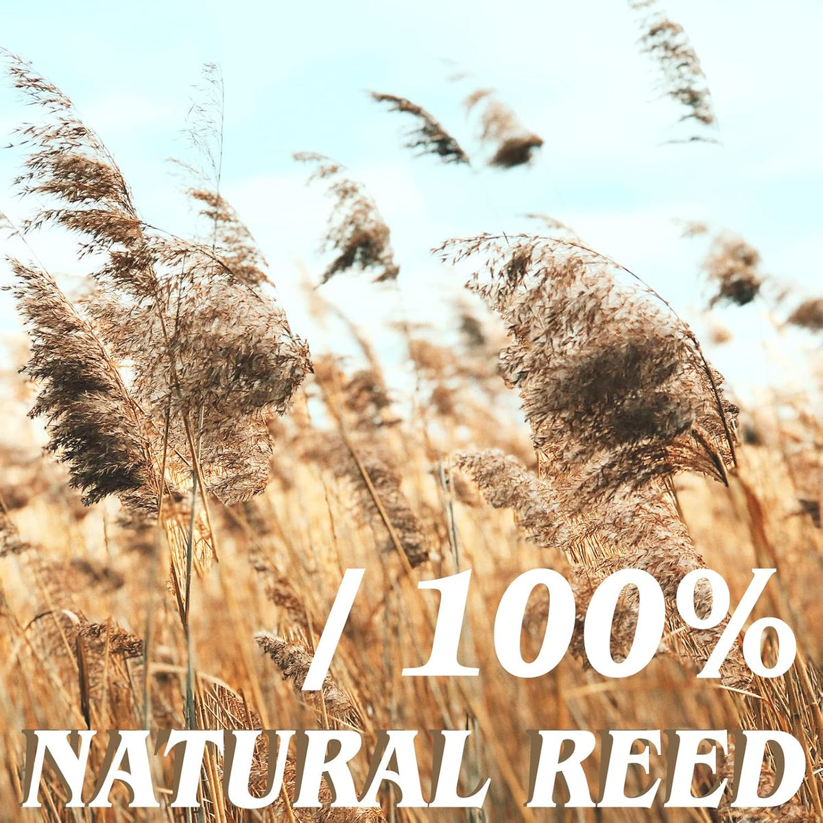 Natural Reed Fencing Rolls,5.5FT X 16.4FT Reed Screen Curtain Fence Covering Privacy Bamboo for