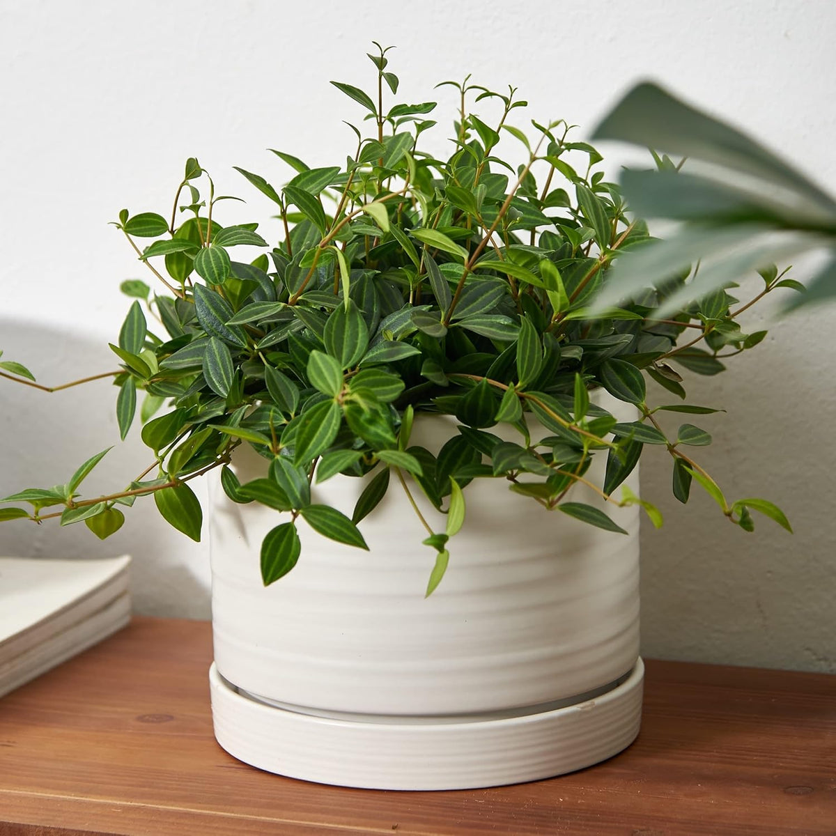8 Inch Pots for Plants, Ceramic Planter Pot with Drainage Hole & Saucer, Indoor/Outdoor Cylinder