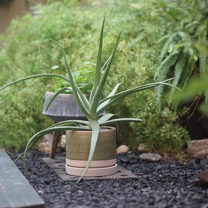 8 Inch Pots for Plants, Ceramic Planter Pot with Drainage Hole & Saucer, Indoor/Outdoor Cylinder