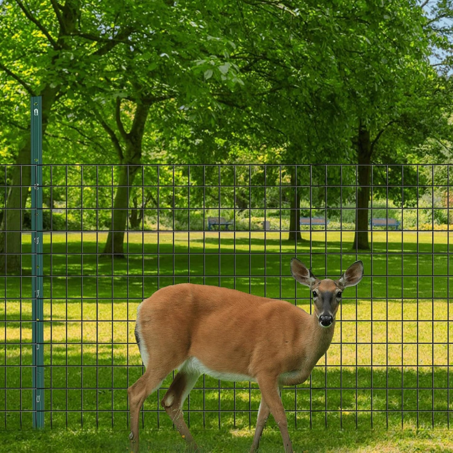 Welded Wire Fence, 50ft(L) x 48inch(H) Garden Fence for Dog, 2 Inch x 3 Inch 16GA Fencing for