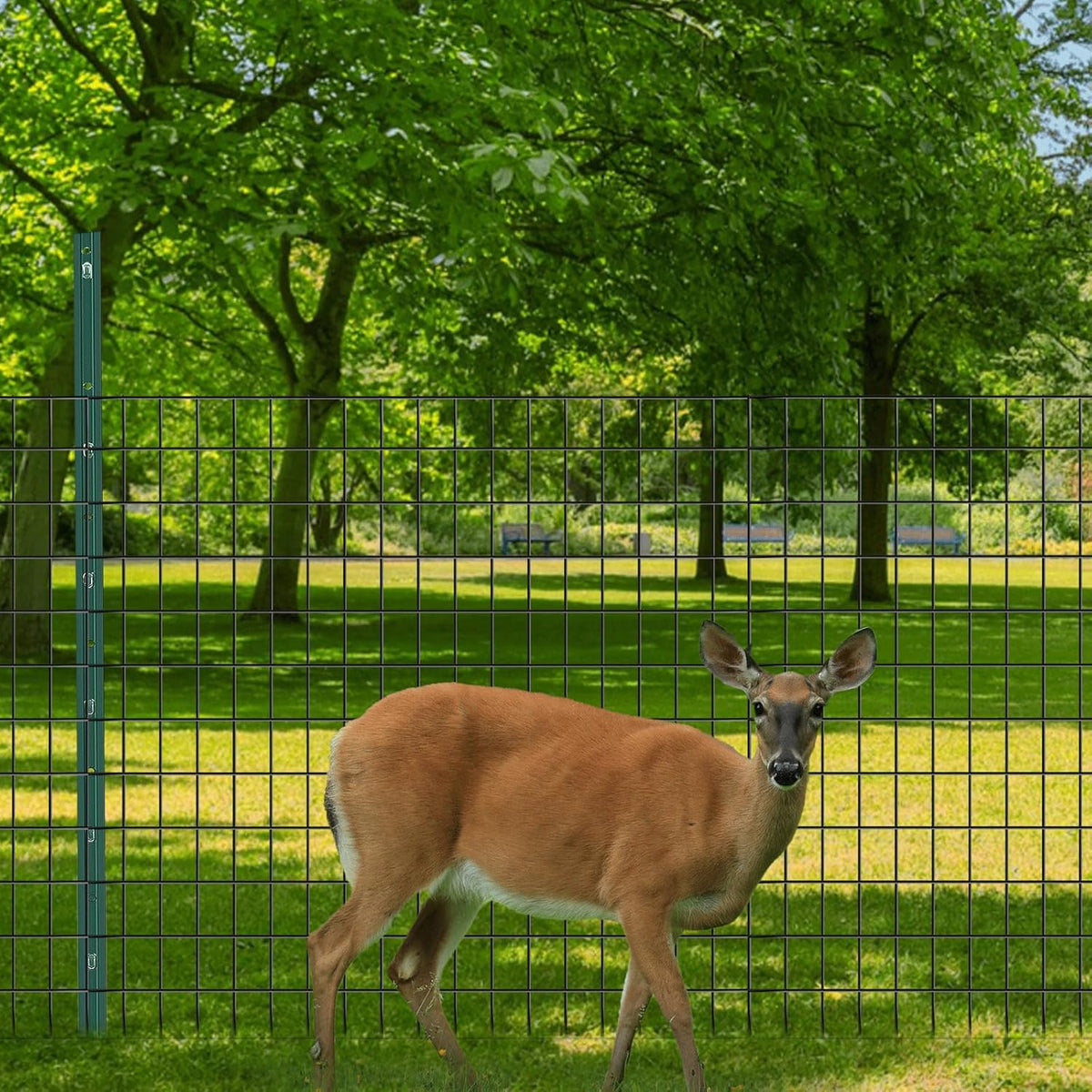 Welded Wire Fence, 50ft(L) x 48inch(H) Garden Fence for Dog, 2 Inch x 3 Inch 16GA Fencing for