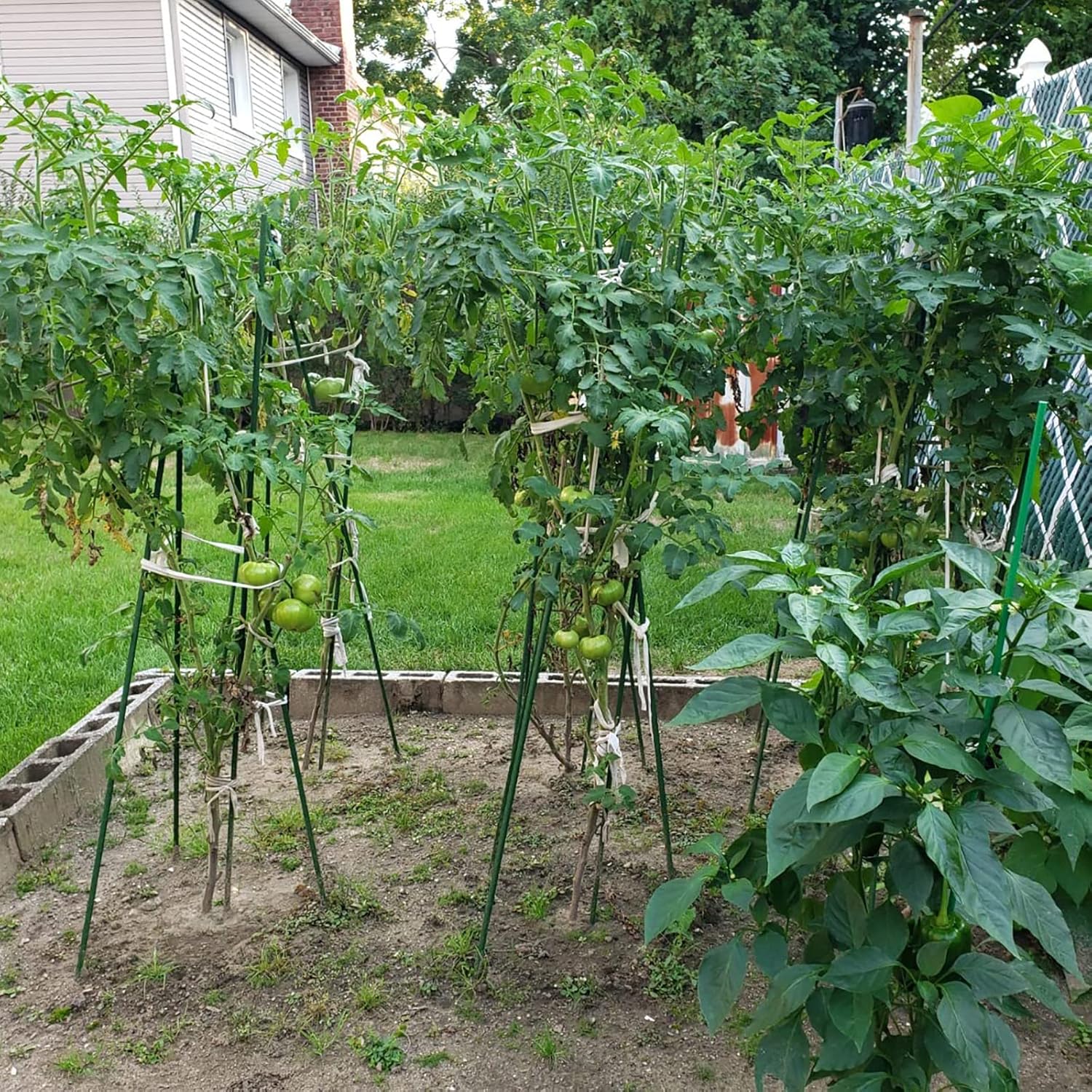 Garden Plant Stakes 57 Inch (Approx 5Ft) Steel Plant Stick Support, 25 Pack Tomato Stakes for