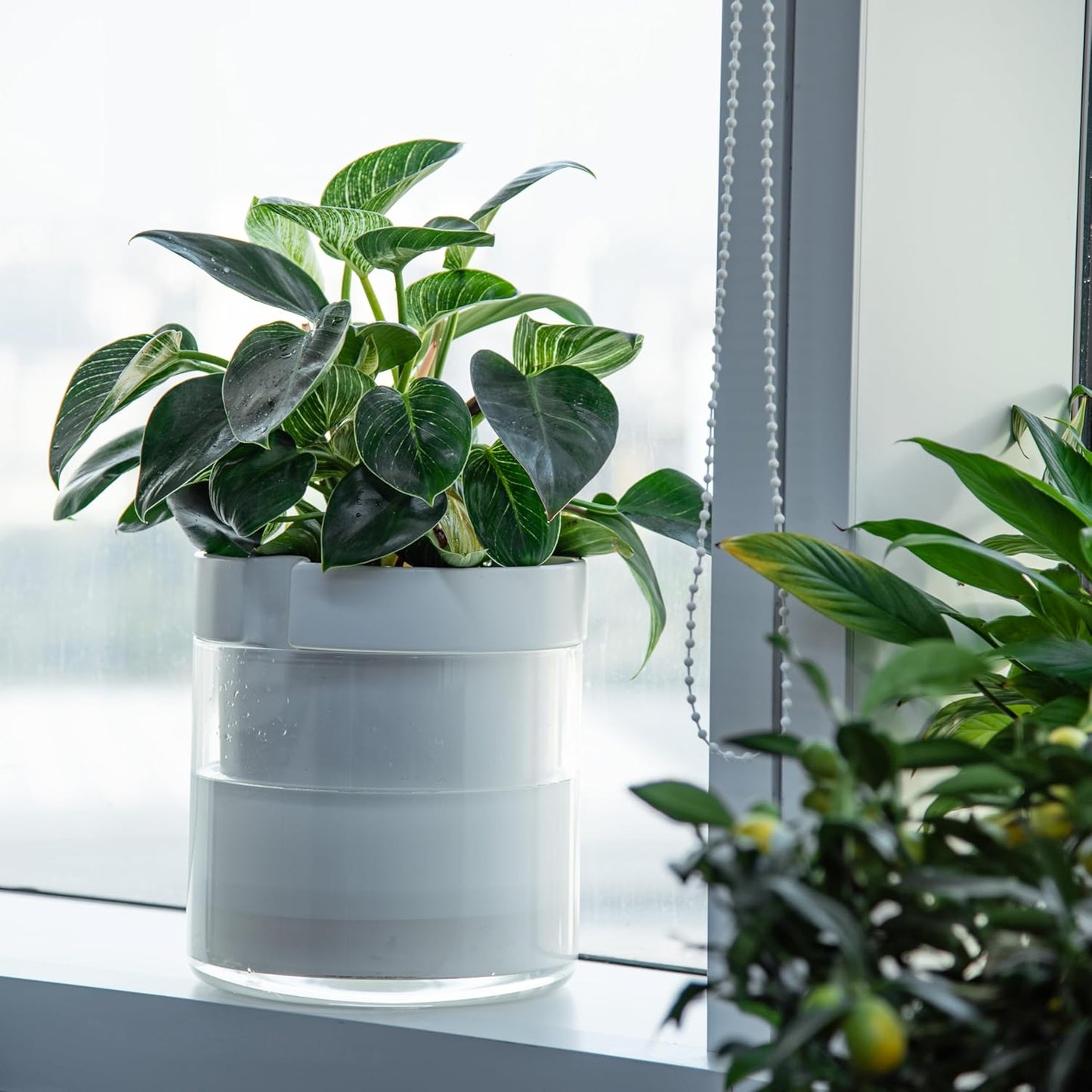 Phoenix Vine 10 Inch Self Watering Planter, White Terracotta Clay Pot with Glass Reservoir for