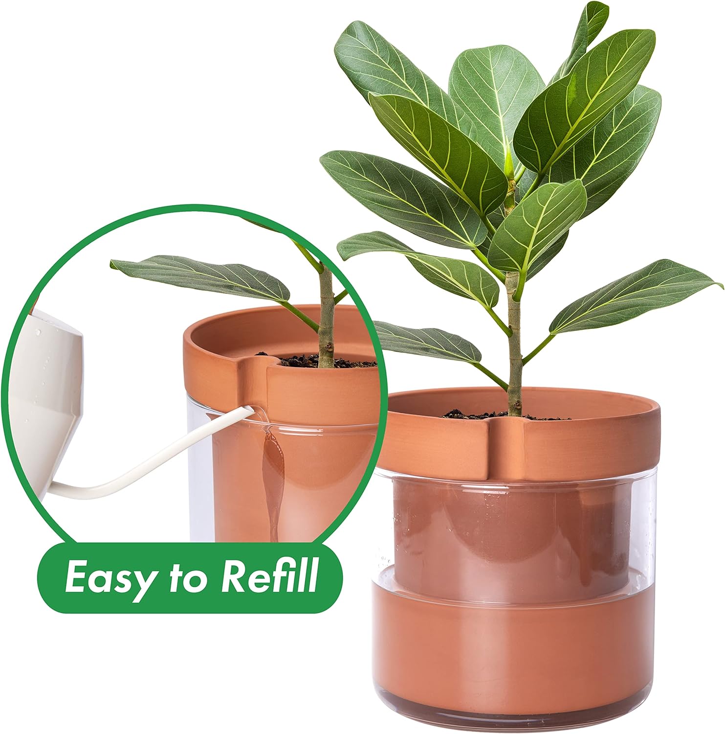 Phoenix Vine 8 Inch Self Watering Planter Pot, Terracotta Clay Pot with Glass Reservoir for Indoor
