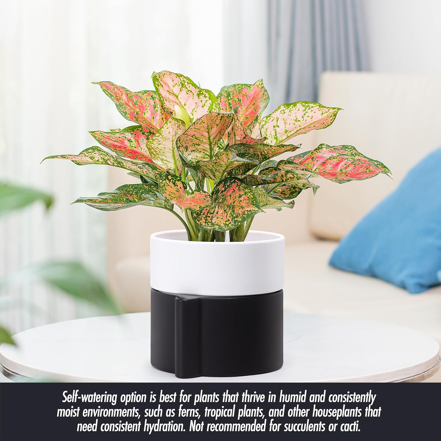 Phoenix Vine 6.5 Inch Self-Watering Planter Pot with Terracotta Insert, Deep Water Reservoir, and