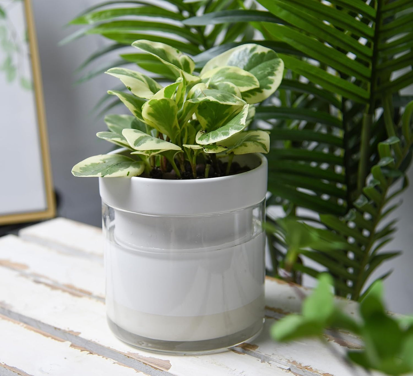 Phoenix Vine 6 Inch Self Watering Planter, White Terracotta Clay Pot with Glass Reservoir for