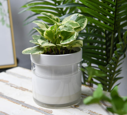 Phoenix Vine 6 Inch Self Watering Planter, White Terracotta Clay Pot with Glass Reservoir for