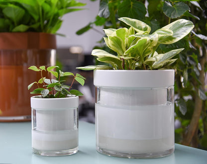 Phoenix Vine 6 Inch 4 Inch Self Watering Planter, White Terracotta Clay Pots with Glass Reservoir