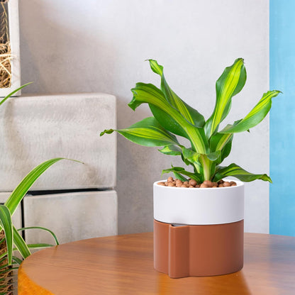 6.5 Inch Self-Watering Planter Pot with Terracotta Insert, Deep Water Reservoir, and Ceramic-Alike