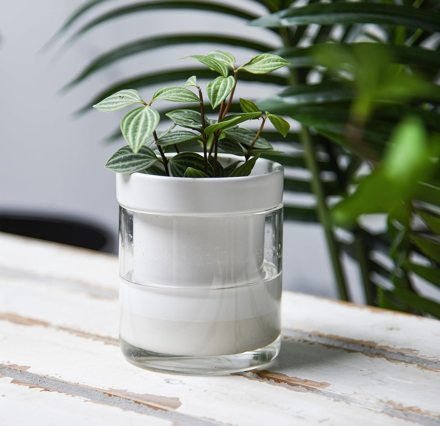 Phoenix Vine 4 Inch Self Watering Planter, White Terracotta Clay Pot with Glass Reservoir for