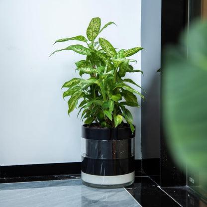 Phoenix Vine 10 Inch Self Watering Terracotta Planter, Black Terracotta Clay Pot with Glass
