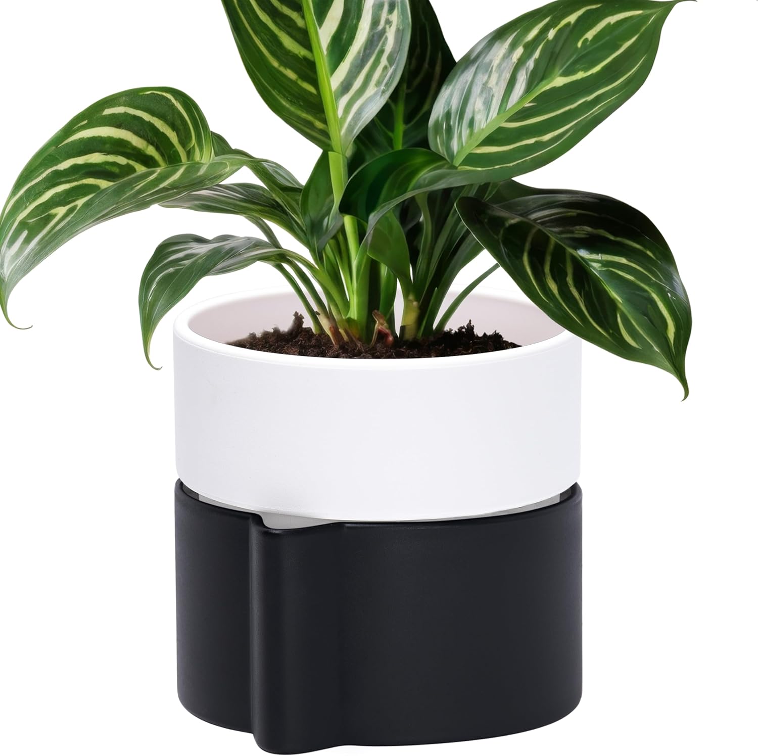 Phoenix Vine 6.5 Inch Self-Watering Planter Pot with Terracotta Insert, Deep Water Reservoir, and