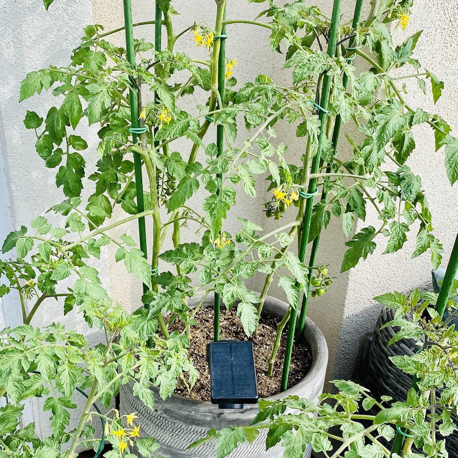 Garden Plant Stakes 36 Inch 3Ft Steel Plant Stick Support, 25 Pack Tomato Stakes for Growing