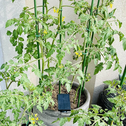 Garmeinea Garden Stakes 30 Inches Plastic Coated Steel Plant Stakes for Growing Climbing Plants