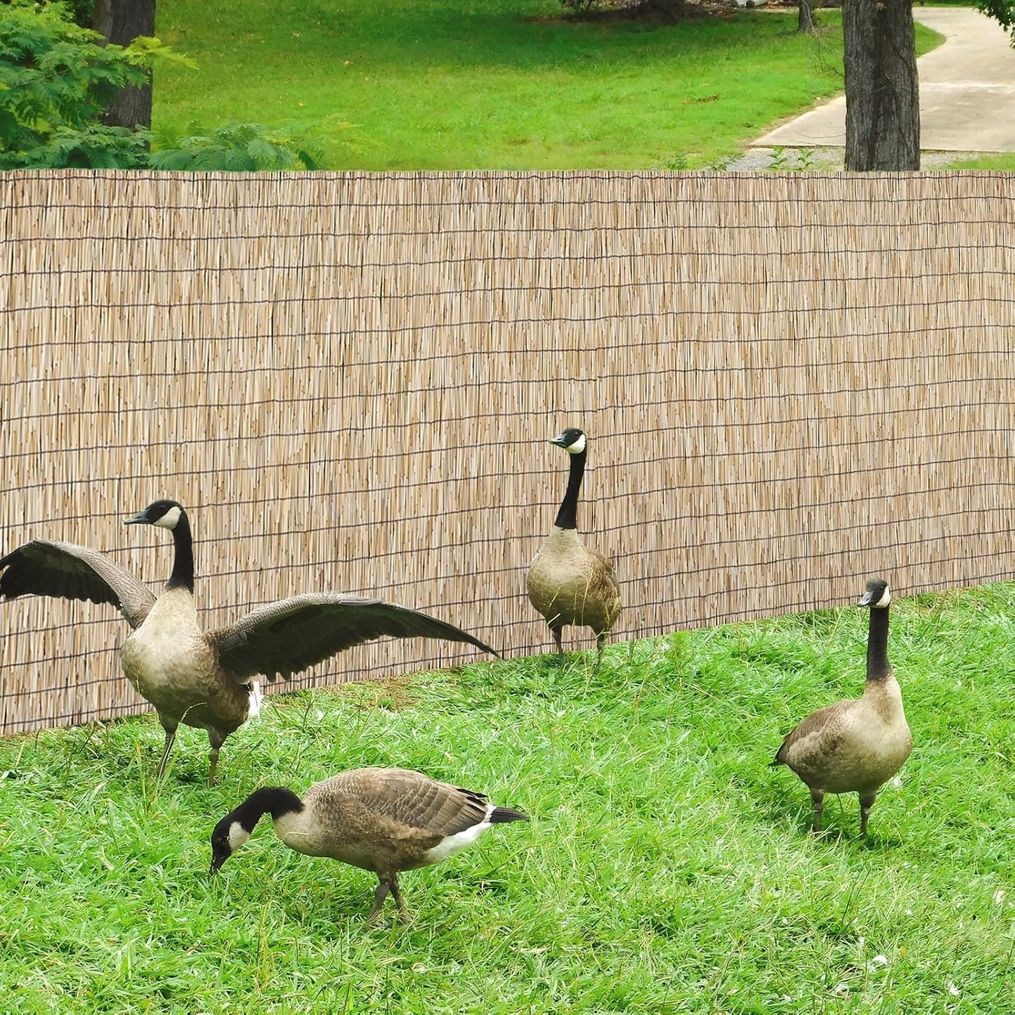 Natural 6FT X 16.4FT Reed Fencing Roll, Balcony Privacy Shade Reed Bamboo Fencing Garden Fence